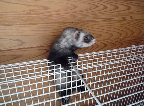 よいしょ、よいしょ