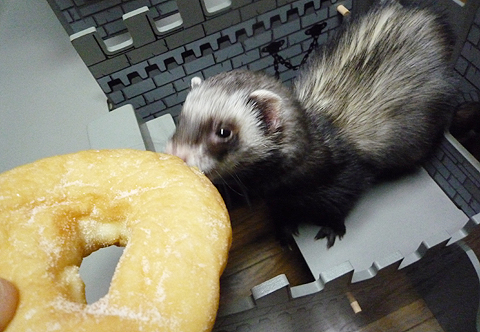 くんくん、ペロペロ