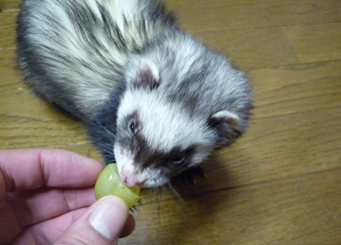 レロレロ、おいちい