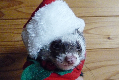 メリークリスマス！