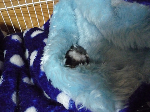 出たくないです。