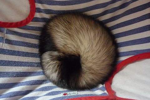 いつものスタイル