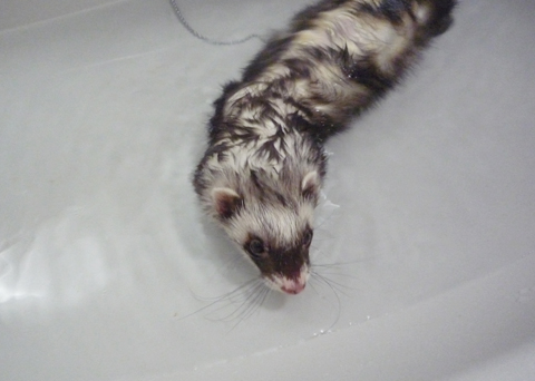 じゃぶじゃぶ…