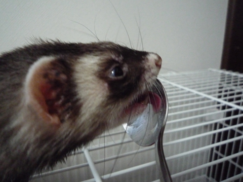 最後の最後まで舐めつくせ！