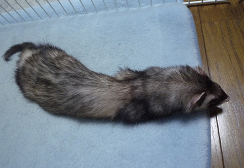 チェッ！つまんないの