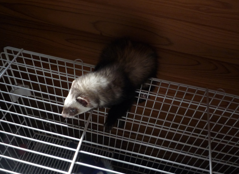 ケージの上に移動