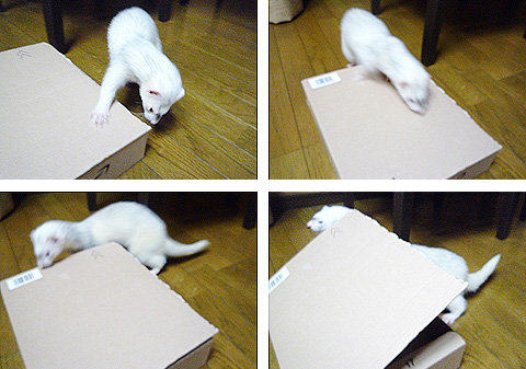 あちこち、あちこち…