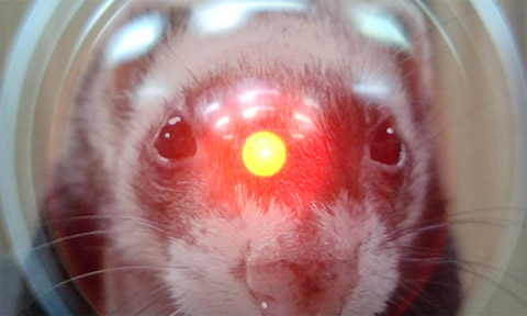 デイジー、デイジー…