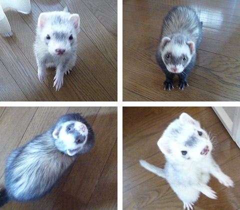 まだまだ見るよ?