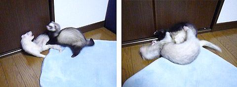 取っ組み合いのバトル！