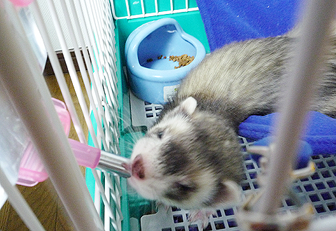 飲みます。飲みます。