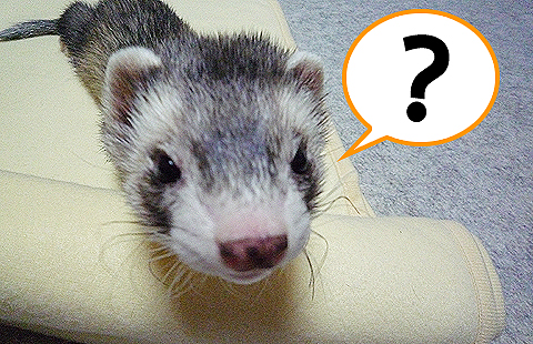 グル太ってだれ？