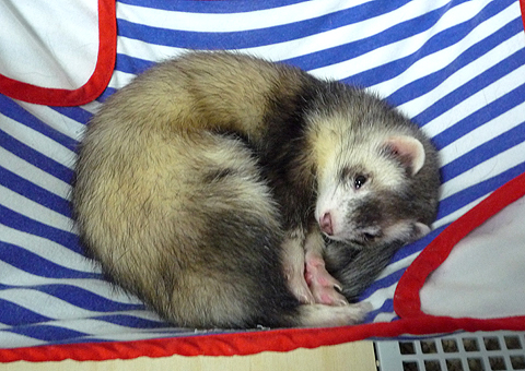 ウルウルの目でアピール