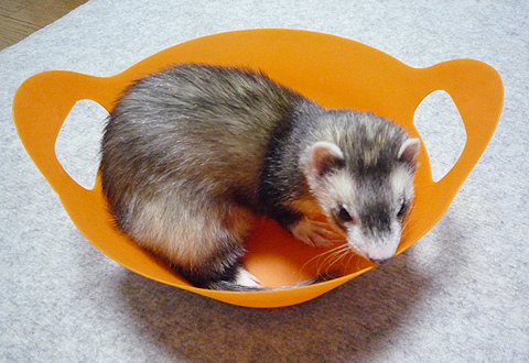 もう、飽きましたよ