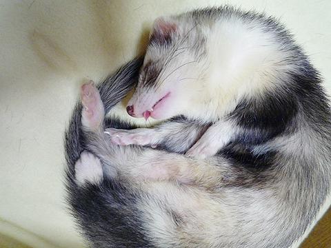 ごちそうがあります