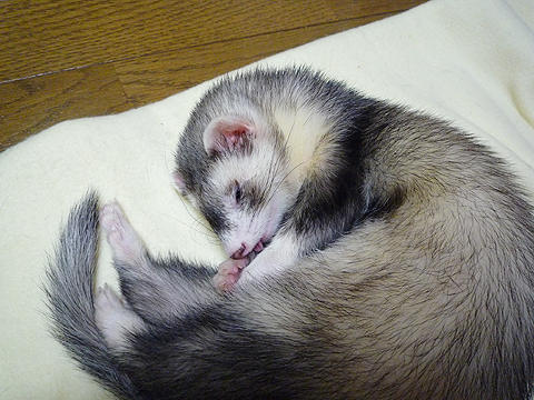 意識が、意識がぁ…