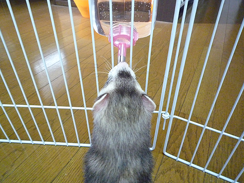 ポツンと白いの