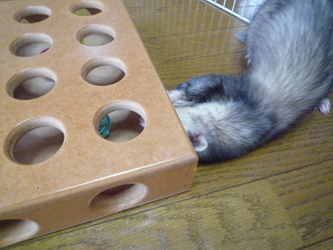 こっちはどうかな？