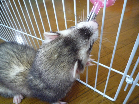 つむじではなさそうです