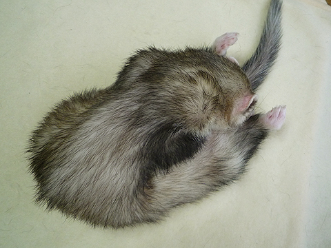 前屈は得意です