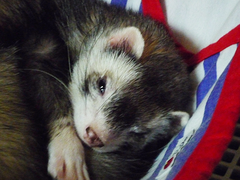 まさに死んだ目ですね