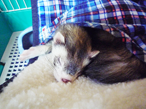 フワフワですね