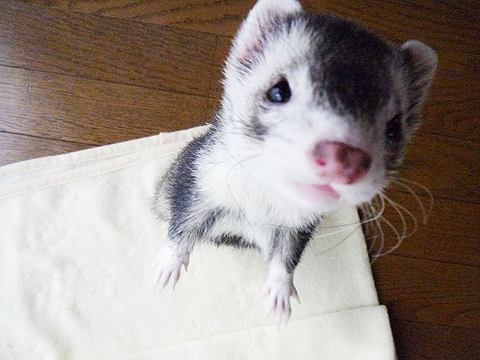 おおっ…、倒れそう…