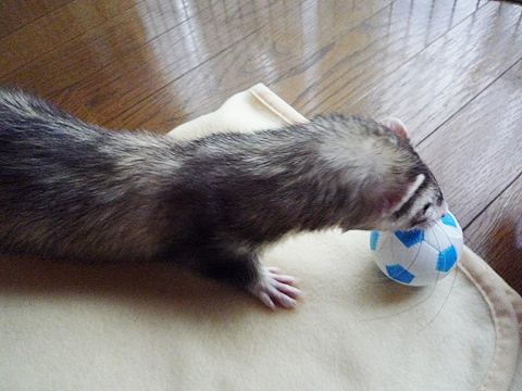 素直に出せばいいのに…