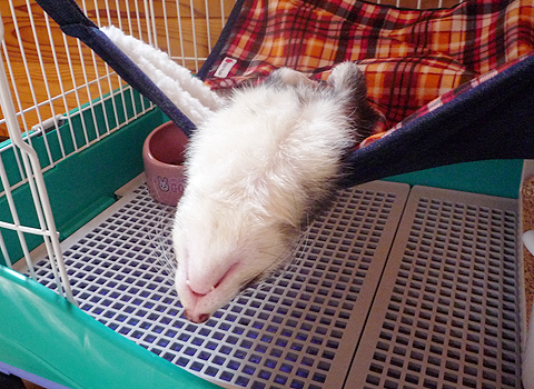 レッツ、ストレッチ！