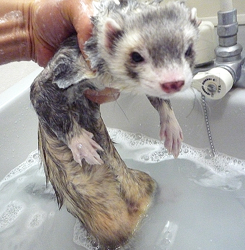 シャンプーは苦手ですね