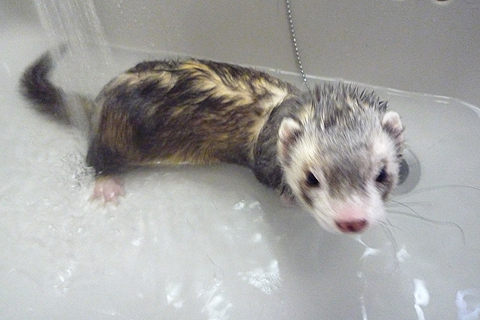 シャンプー前の下準備