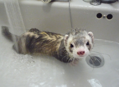 洗われたあとはちょっと温泉気分。