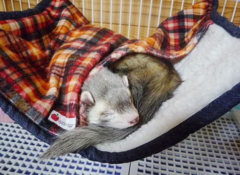 あとは寝るだけですよ