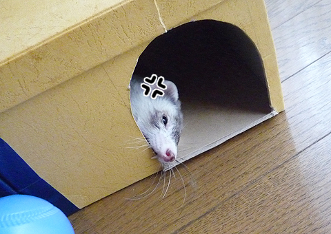 イライライラッ!!