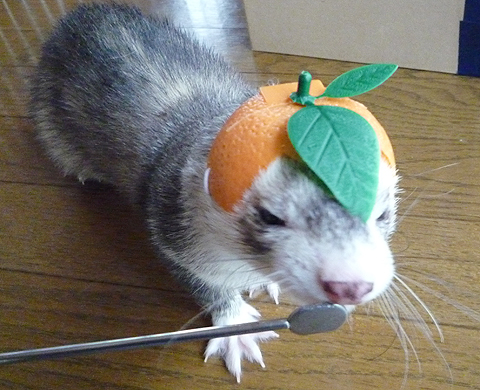 葉っぱが目ざわりです。