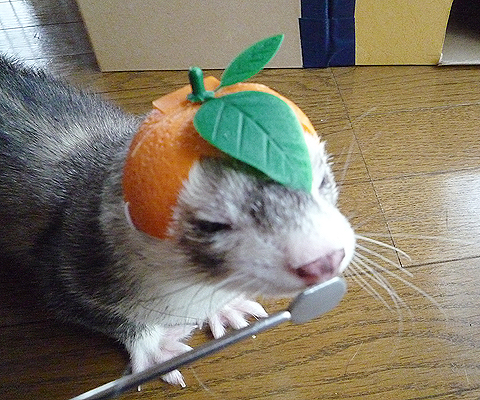 ミカンヘルメットって…