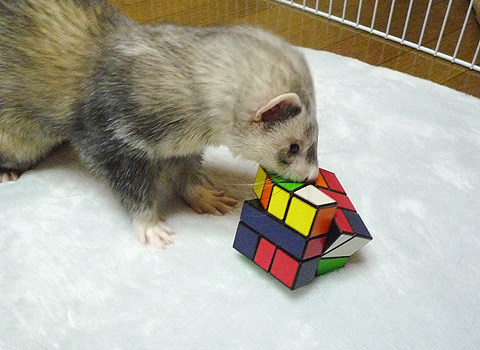 立体パズルです