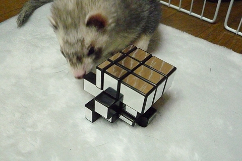 新手がやってきましたね