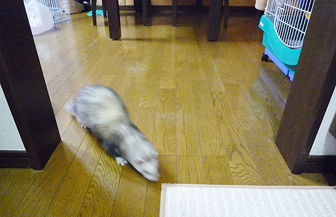 ご褒美は、フェレットバイトかな？