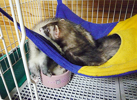 ワタシのご飯食べないで！