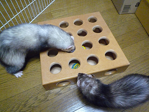 ハル、準備はいいかい