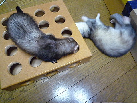 無様な姿は見せられない！