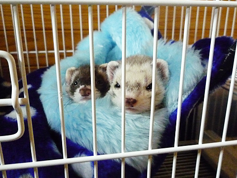 本当に仲良し？