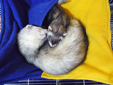 う?ん、むにゃむにゃ…