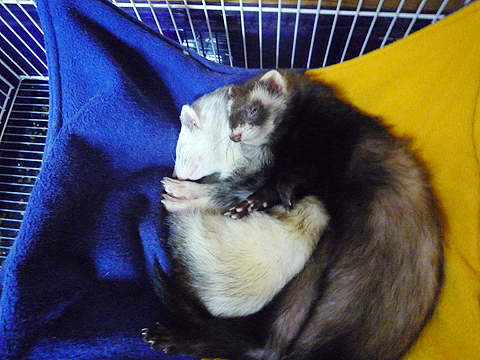 仲良くスヤスヤ