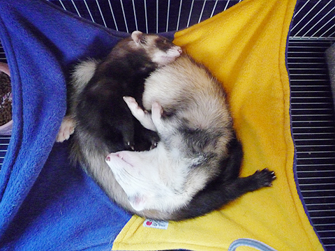 寝る寝る寝る…