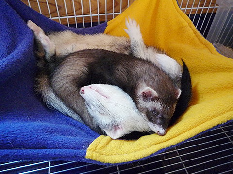 ゲホッ、ゲホッ！