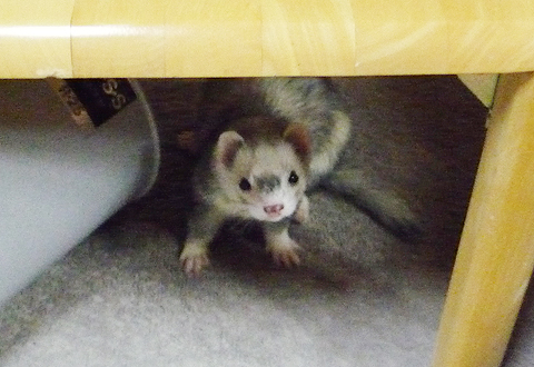 テーブルの下で遊んでいた時…