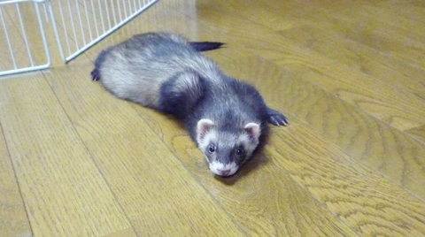 フローリングはひんやり