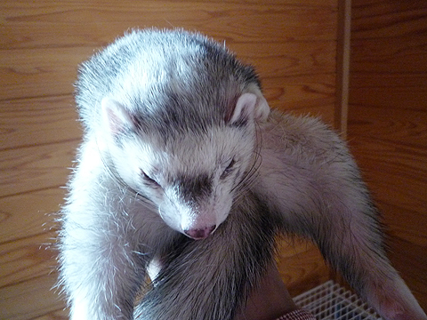 イドの怪物 by 禁断の惑星